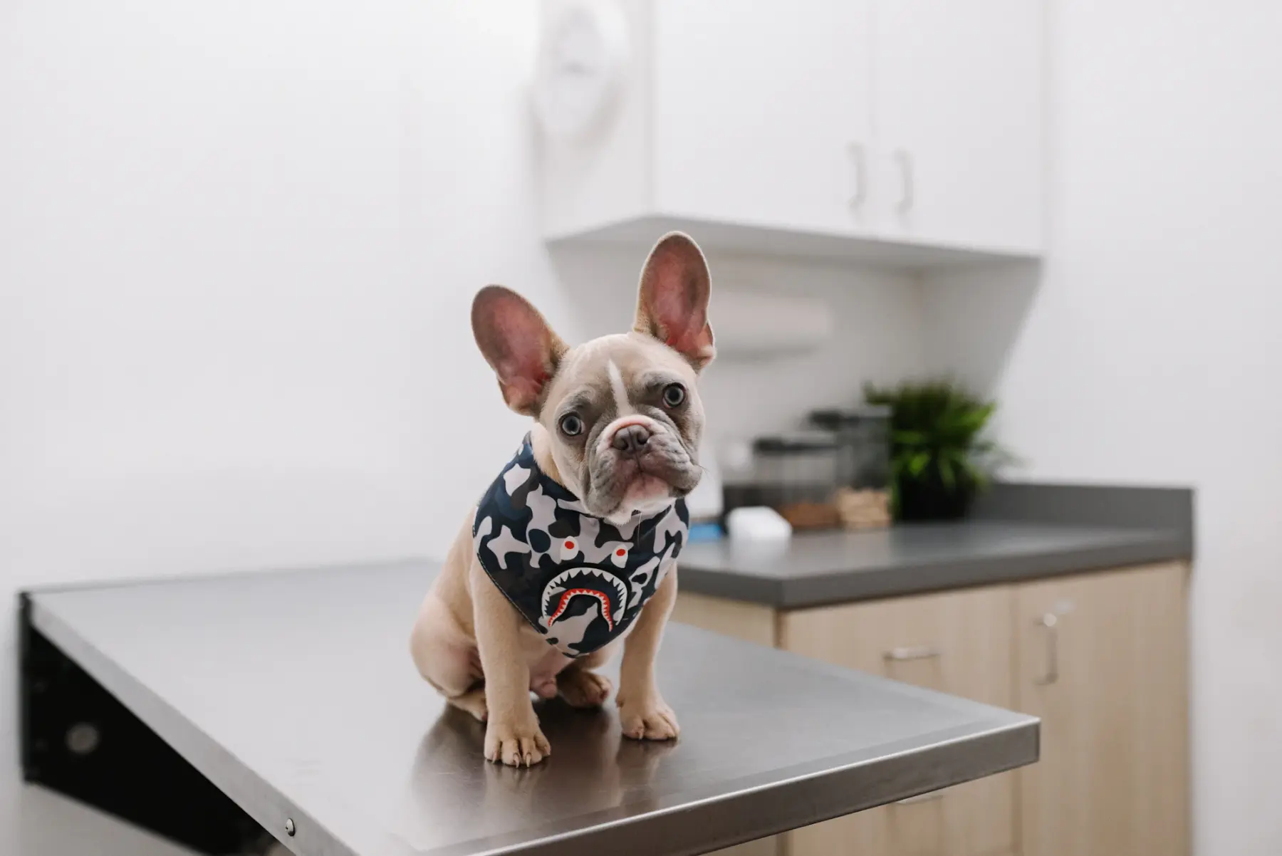 Buldogue francês de roupinha estampada sentado na mesa de inox de um consultório veterinário