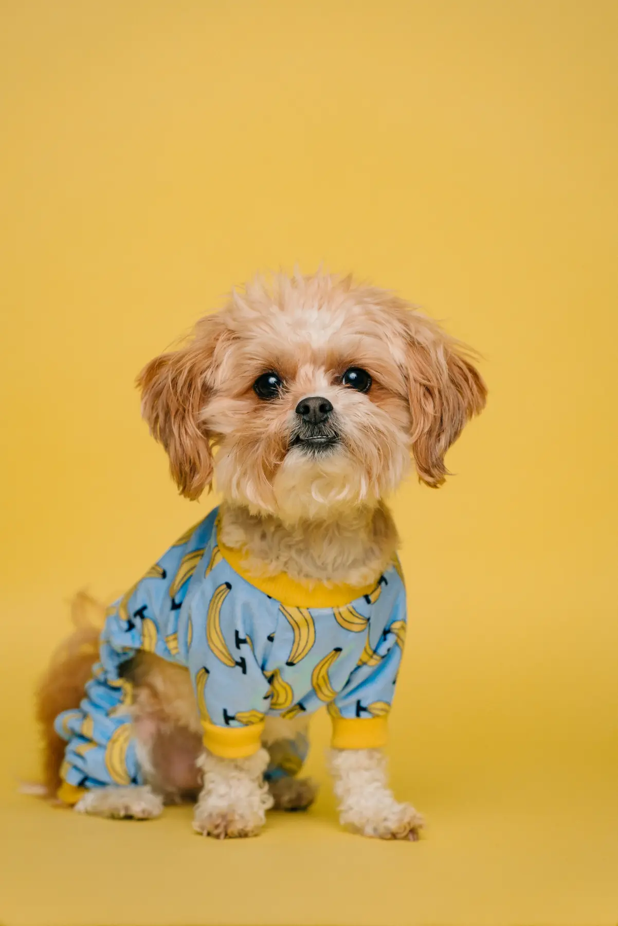 Filhote de pelo claro com roupinha azul estampada sentado em fundo amarelo
