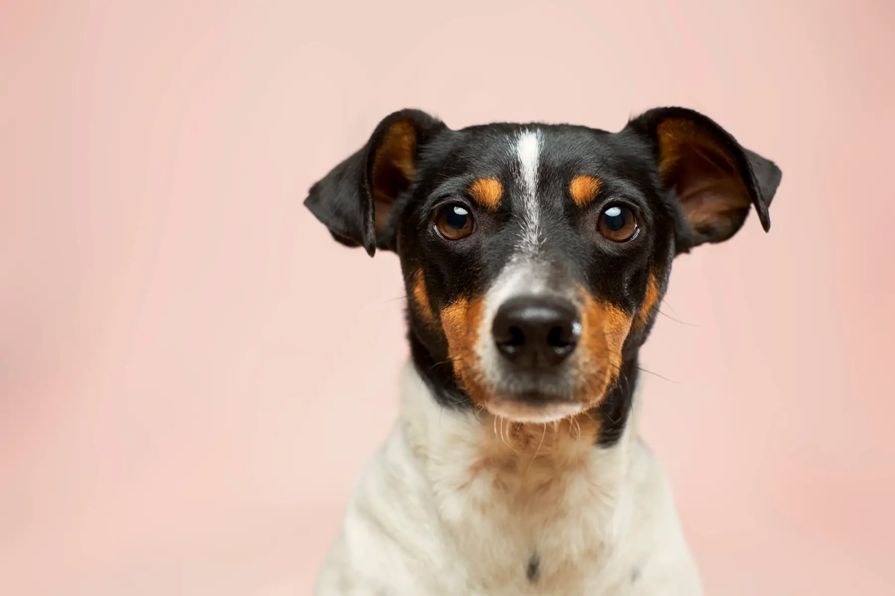 Cachorro de pelo curto tricolor, preto, caramelo e branco, olhando para a câmera em fundo rosa