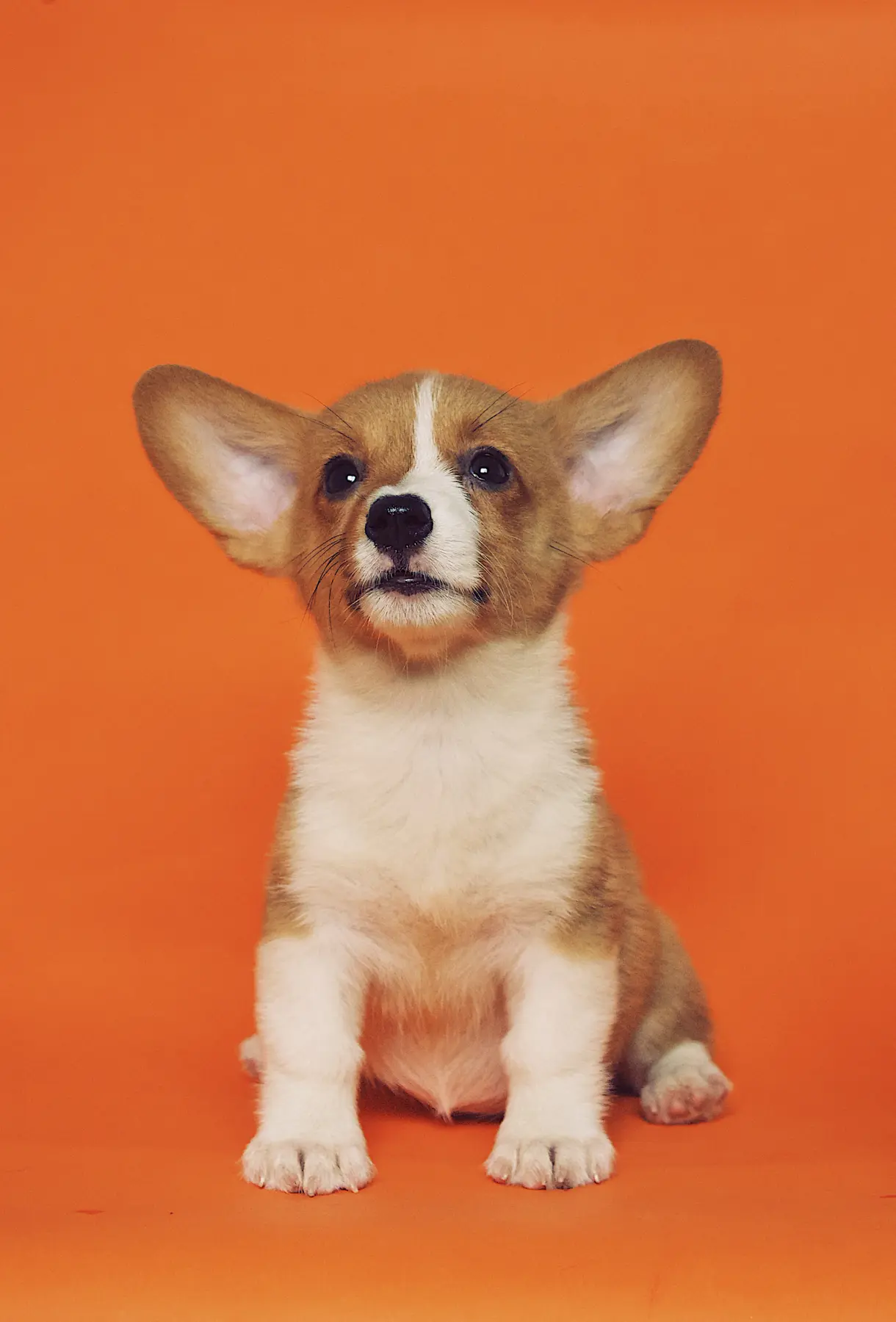 Filhote de corgi de orelhas grandes sentado em fundo laranja, olhando para a câmera