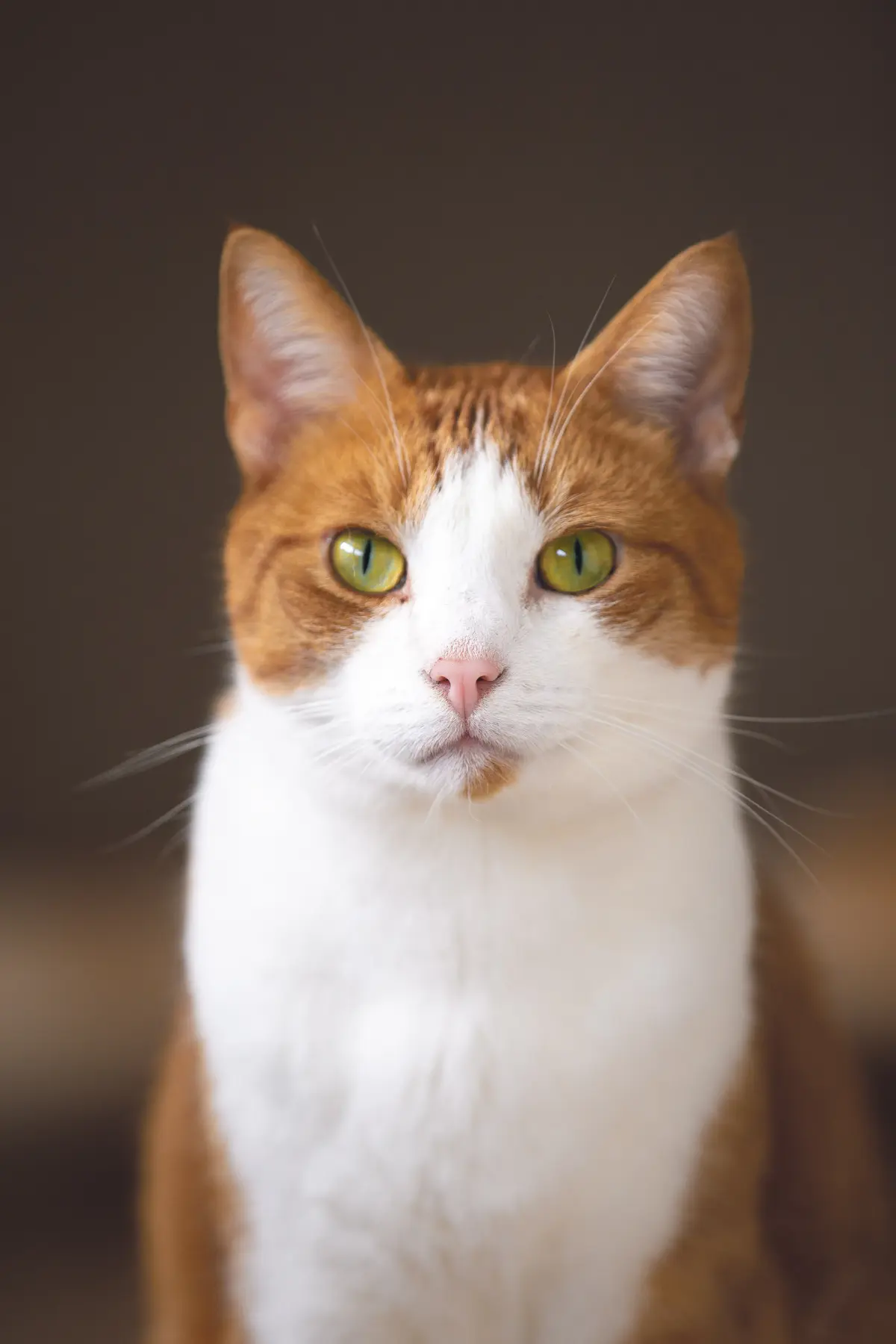 Gato laranja e branco de olhos verdes encarando a câmera, em fundo escuro