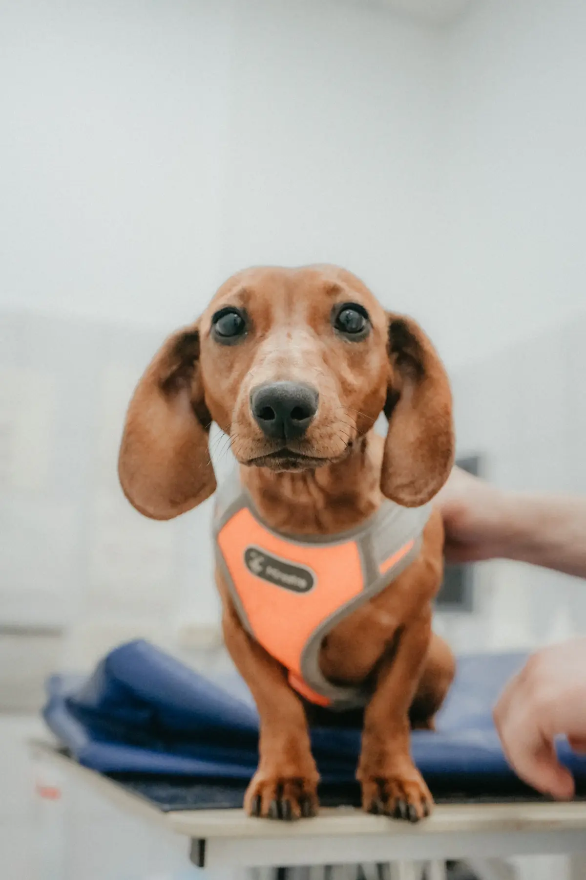 Dachshund caramelo de peitoral laranja em pé sobre uma mesa, olhando para a câmera