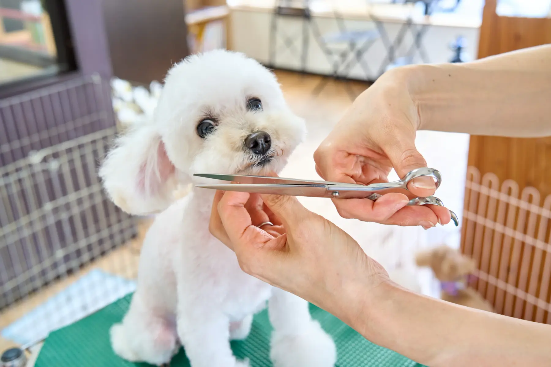 Mãos de tosadora acertando com tesoura o pelo do rosto de um cachorrinho branco